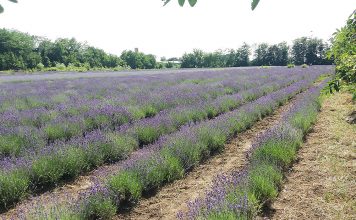 Pepiniera Green Time – soiuri incredibile de plante Green Time