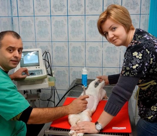 Fanvet Clinica Veterinara Suceava
