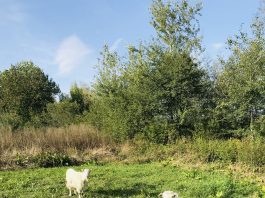 Caș, Urdă și Lapte proaspăt de CAPRĂ de la ferme locale judetul Suceava