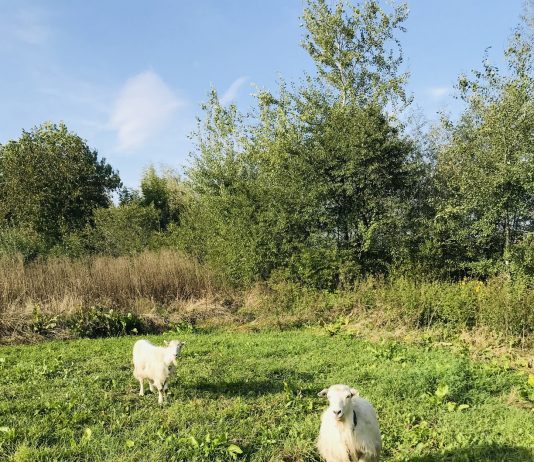 Caș, Urdă și Lapte proaspăt de CAPRĂ de la ferme locale judetul Suceava