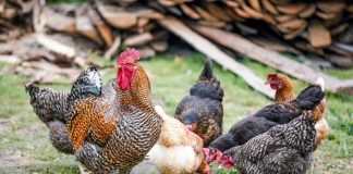 Top sfaturi pentru îngrijirea păsărilor de curte în sezonul cald