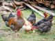 Top sfaturi pentru îngrijirea păsărilor de curte în sezonul cald