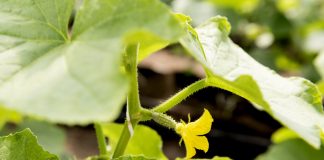 Combaterea ciupercilor dăunătoare pentru agricultură