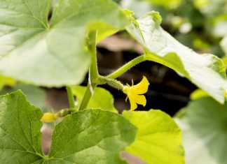 Combaterea ciupercilor dăunătoare pentru agricultură