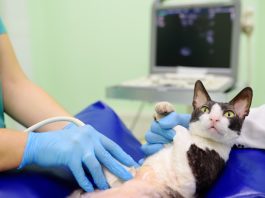 Recomandări pentru îngrijirea pisicii gestante