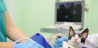 Recomandări pentru îngrijirea pisicii gestante