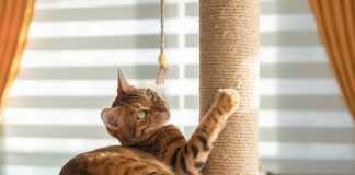 Cum să integrezi ansamblurile de joacă în rutina zilnică a pisicii tale: 4 trucuri