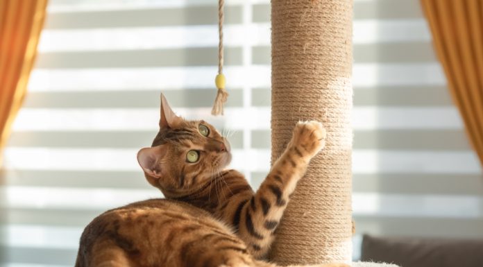 Cum să integrezi ansamblurile de joacă în rutina zilnică a pisicii tale: 4 trucuri