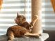 Cum să integrezi ansamblurile de joacă în rutina zilnică a pisicii tale: 4 trucuri