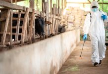 5 sfaturi pentru a igieniza eficient o fermă de animale 5 sfaturi pentru a igieniza eficient o fermă de animale