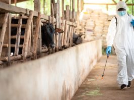 5 sfaturi pentru a igieniza eficient o fermă de animale