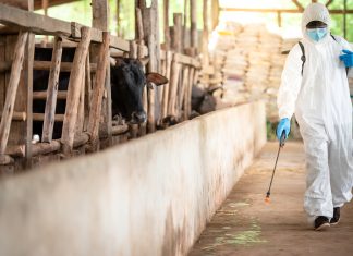 5 sfaturi pentru a igieniza eficient o fermă de animale