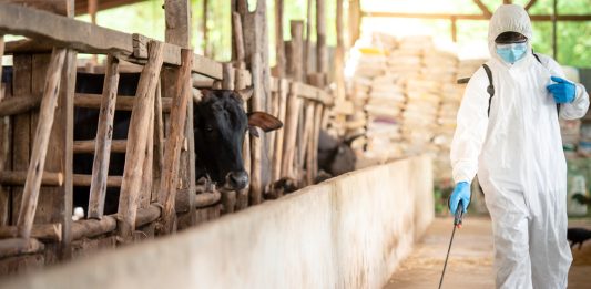 5 sfaturi pentru a igieniza eficient o fermă de animale