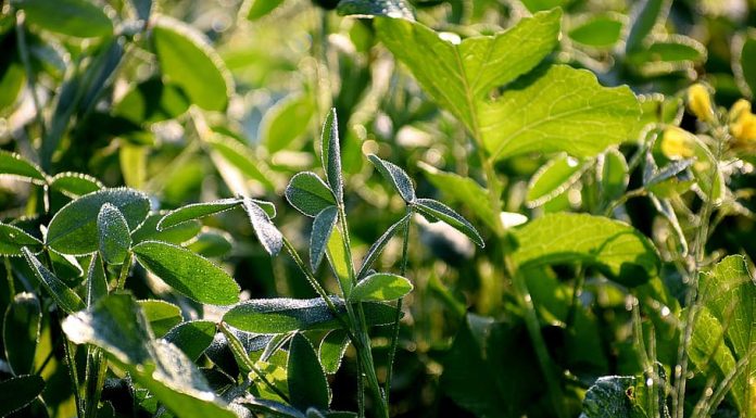 Vegetația densă nu are nicio șansă în fața unui disc de motocoasă rapid și performant! Vegetația densă nu are nicio șansă în fața unui disc de motocoasă rapid și performant!