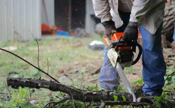 Echilibrul natural al grădinii: între estetică și sustenabilitate