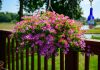 Top 5 plante ornamentale cu flori în cascadă: reguli pentru o cultivare reușită Top 5 plante ornamentale cu flori în cascadă: reguli pentru o cultivare reușită