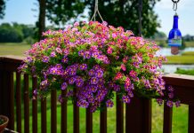 Top 5 plante ornamentale cu flori în cascadă: reguli pentru o cultivare reușită Top 5 plante ornamentale cu flori în cascadă: reguli pentru o cultivare reușită