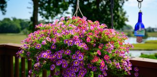 Top 5 plante ornamentale cu flori în cascadă: reguli pentru o cultivare reușită