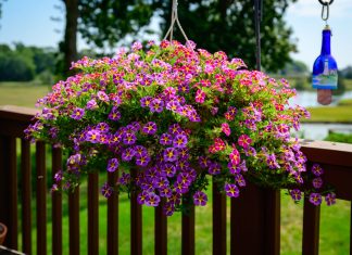 Top 5 plante ornamentale cu flori în cascadă: reguli pentru o cultivare reușită