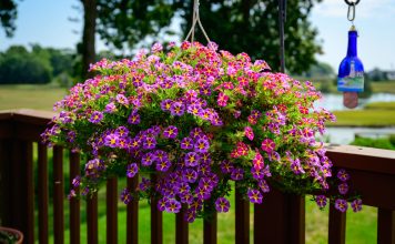 Top 5 plante ornamentale cu flori în cascadă: reguli pentru o cultivare reușită