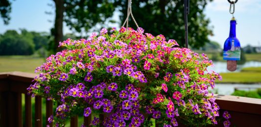 Top 5 plante ornamentale cu flori în cascadă: reguli pentru o cultivare reușită Top 5 plante ornamentale cu flori în cascadă: reguli pentru o cultivare reușită