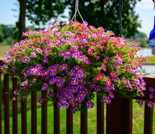 Top 5 plante ornamentale cu flori în cascadă: reguli pentru o cultivare reușită