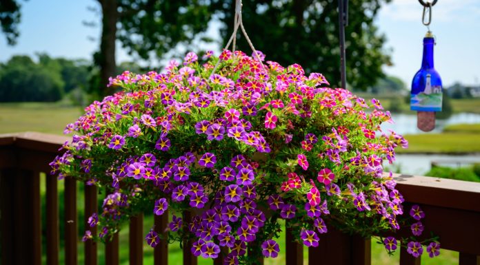 Top 5 plante ornamentale cu flori în cascadă: reguli pentru o cultivare reușită Top 5 plante ornamentale cu flori în cascadă: reguli pentru o cultivare reușită