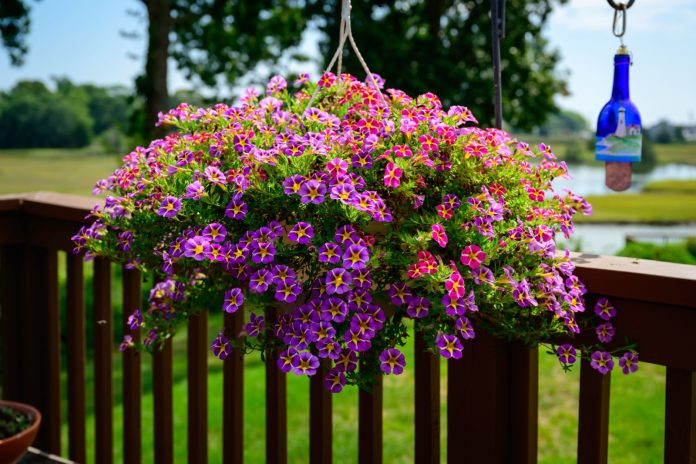 Top 5 plante ornamentale cu flori în cascadă: reguli pentru o cultivare reușită