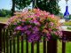 Top 5 plante ornamentale cu flori în cascadă: reguli pentru o cultivare reușită Top 5 plante ornamentale cu flori în cascadă: reguli pentru o cultivare reușită