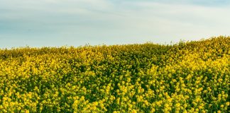 Ce trebuie urmărit la cultura de rapiță înainte de intrarea în sezonul rece Ce trebuie urmărit la cultura de rapiță înainte de intrarea în sezonul rece